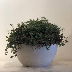 Products: Callisia ‘bubbles’