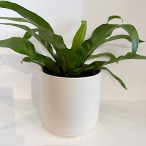 Products: Fern Asplenium nidus