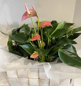 Basket with flowering and foliage plants