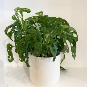Products: Monstera Monkey Mask