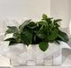 Basket with foliage plants