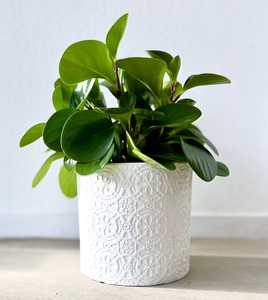 Peperomia in ceramic