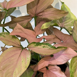 Products: Pink Syngonium