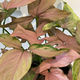 Pink Syngonium