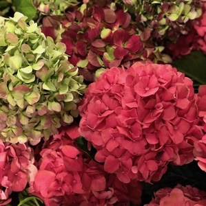 Hydrangeas en masse