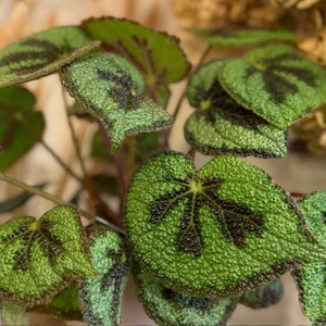 Begonia masoniana