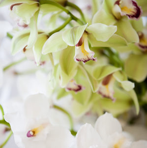 Cymbidiums en Masse