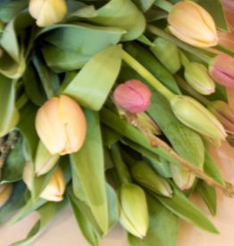 Products: Tulips