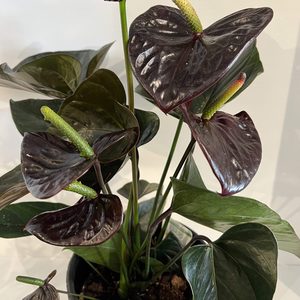 Anthurium ‘Sempre’ chocolate