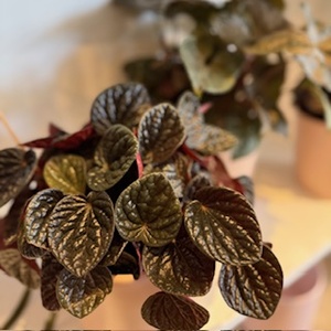 Peperomia Chocolat