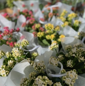 Products: Kalanchoe