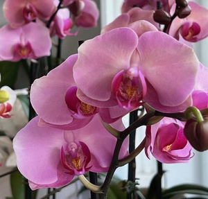 Love our Pink and Mixed Orchids