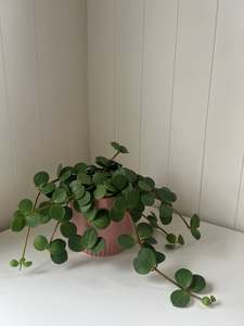 Plant: Peperomia Hope