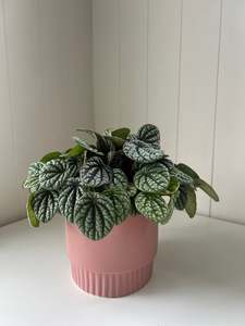 Peperomia burbella