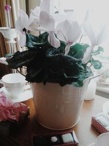 Products: Cyclamen in pot (or other seasonal plant) - Flourish Floral Designs