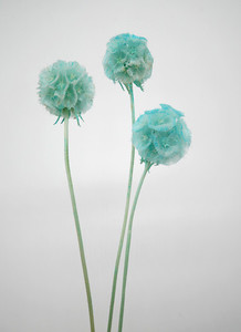 Products: Dried flowers Scabiosa - Turqoise Flower Boutique