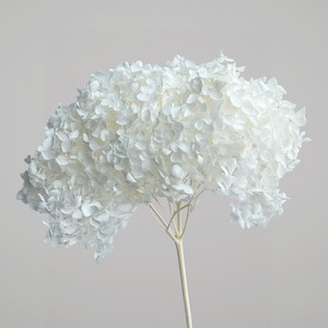 Dried flower hydrangea