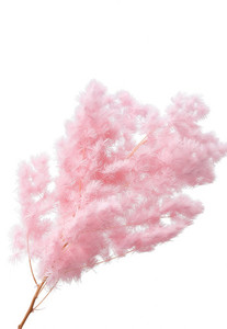 Products: Dried Ming Fern - Pink Flower Boutique