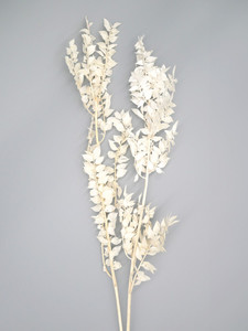 Products: Ruscus - White Flower Boutique