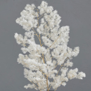 Products: Ming Fern - White Flower Boutique