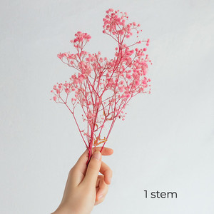 Products: Preserved Gypsophila Pink Flower Boutique