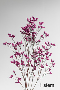Products: Preserved limonium - Pink Flower Boutique