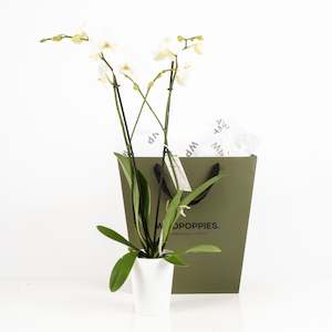 Elegant White Phalaenopsis Orchid