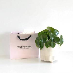 Flowers Potted Plants: Raindrop Peperomia in Ceramic Pot