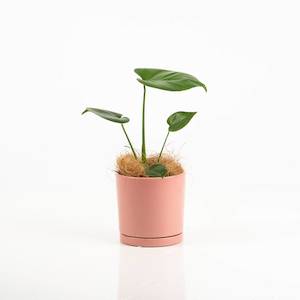 Monstera Deliciosa