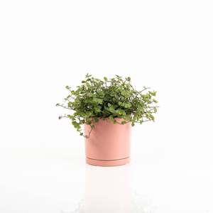 Flowers Potted Plants: Callisia Bubbles Plant