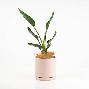 Flowers Potted Plants: Bird of Paradise Plant