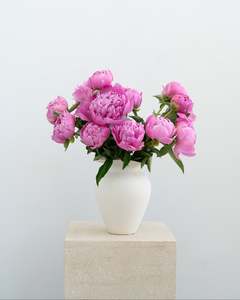 Violet Pink Peonies