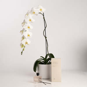 Flowers: White Phalaenopsis Orchid Plant