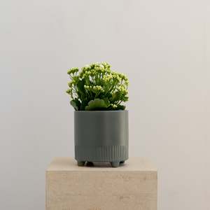 Flowers Potted Plants: Succulent Potted Plant