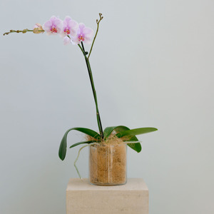 Lilac Pink Orchid