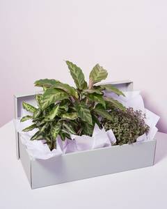 Flowers Potted Plants: Indoor Plant Gift Box – Trio of Easy-Care Houseplants