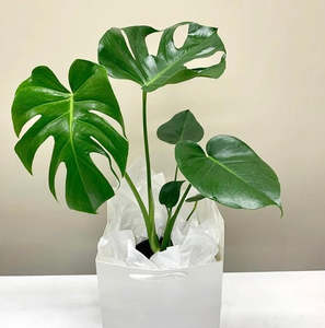 Products: Monstera Deliciosa