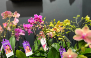 Products: Orchid plant 🪴 Super cute, long flowering Mini Phalaenopsis Orchid in wrapped Possy box