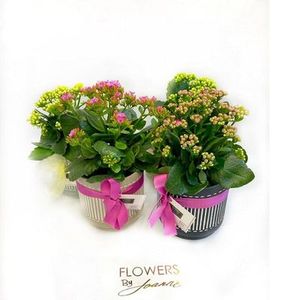 Products: Kalanchoe in pot, Plants Flowers By Joanne