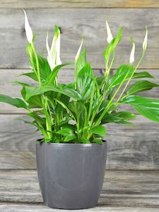 Plants H: Peace lily potted plant (H)