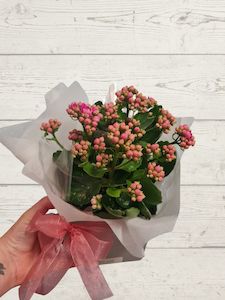Plants: Kalanchoe potted plant