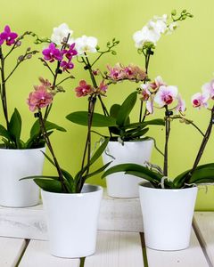 Mini orchid plant in ceramic pot (H)
