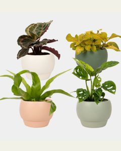 Foliage Plant in Ceramic Pot (H)