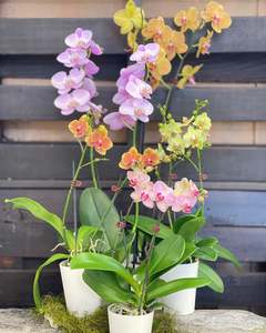 Orsum Orchid