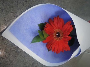 Products: Single Gerbera – Red