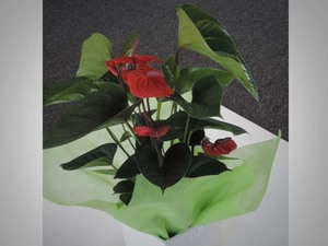 Products: Anthurium Plant