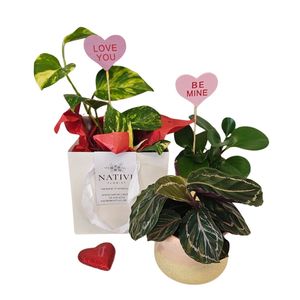 Valentines Day: Little Love Plants