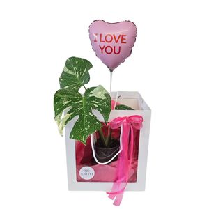 Plant Lover - Monstera Thai Constellation