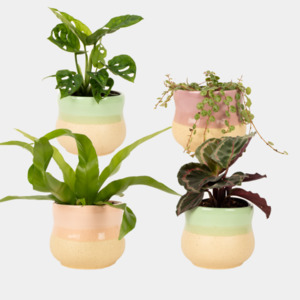 Gifts: Little Leaf Plant Collection