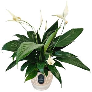 Occasions: Peace Lily
